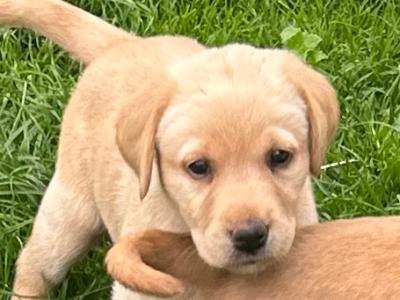 Purebred Award Winning IKC Registered Golden Labrador puppies *only 4 Left*
